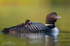 Baby Aboard