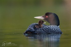 Baby Aboard II