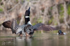 Common Loon Flapping Wings