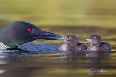 Feeding
