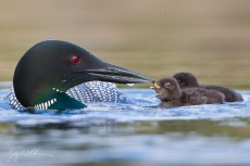 Feeding II