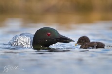 Feeding III