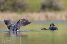 A Family II