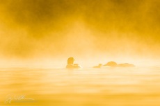 Morning Mist