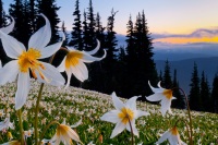 Avalanche Lily Wildflowers