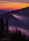 Purple Majesty