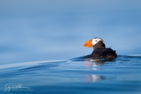 Tufted Puffin on Ocean Swell