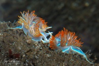 Nudibranch Hermissenda Crassicornis