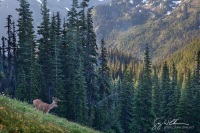 Buck in Badger Valley