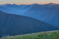 Hurricane Ridge