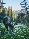 Foraging Buck