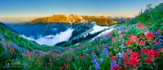 Profusion of wildflowers, Olympic NP.