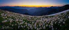 Field of Avalanche Lilies, Olympic NP.