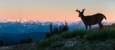Mt. Olympus from Obstruction Point. Olympic National Park