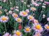 Mountain Daisy and Paintbrush. Common wildflowers along the Skyline trail. A slight tilt of the 24mm T/S lens combats a cool breeze blowing off the mountain. Canon Elan IIE, 24mm f/3.5 T/S. Unfiltered. Fujichrome Velvia. Exposure: 1/8sec @ f/6.7.