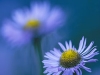 Simplicity. Simple, distraction-free images tell the story. Another roadside attraction. Canon Elan IIE, 500mm f/4. 25mm extension tube. Unfiltered. Velvia 50. Exposure: 1/20sec @ f/4.