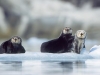Sea Otters. Sea Otters on iceberg in Prince William Sound, Alaska.