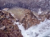 Surfbirds. Surfbird flock dodges waves near Naked Island, Prince William Sound, AK.