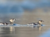 Kittlitz\'s Murrelets. Kittlitz\'s Murrelet numbers have plummeted in recent years, but they are more common than Marbled Murrelets in some areas of Prince William Sound.