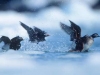Long-tailed Duck. Breeding plumage Long-tailed Duck (Oldsquaw) in migration in Prince WIlliam Sound, AK.