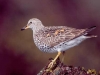 Surfbird. Surfbird at intertidal feeding stop during May migration, Naked Island, Prince William Sound, Alaska.