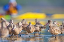 Marbled Godwits; bird watching by kayak in Elkhorn Slough, Calafornia.