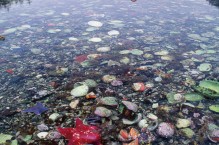 Kayaker and intertidal life, Queen Charlotte Islands, British Columbia, Canada.