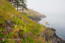 Wildflowers, sea kayaker and camp, Strawberry Island, San Juan Islands, Washington State. (MR).