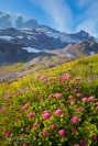 Rosy Spirea