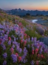 Lupine and Paintbrush