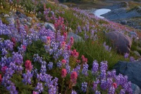Lupine and Paintbrush