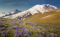 Alpine Lupine