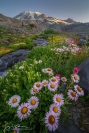 Gardens of Eden