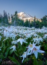 Avalanche Lilies