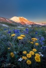 Alpine Wildflowers