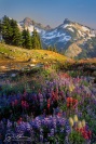 Wildflowers and Tatoosh
