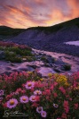 Wildflowers at Paradise