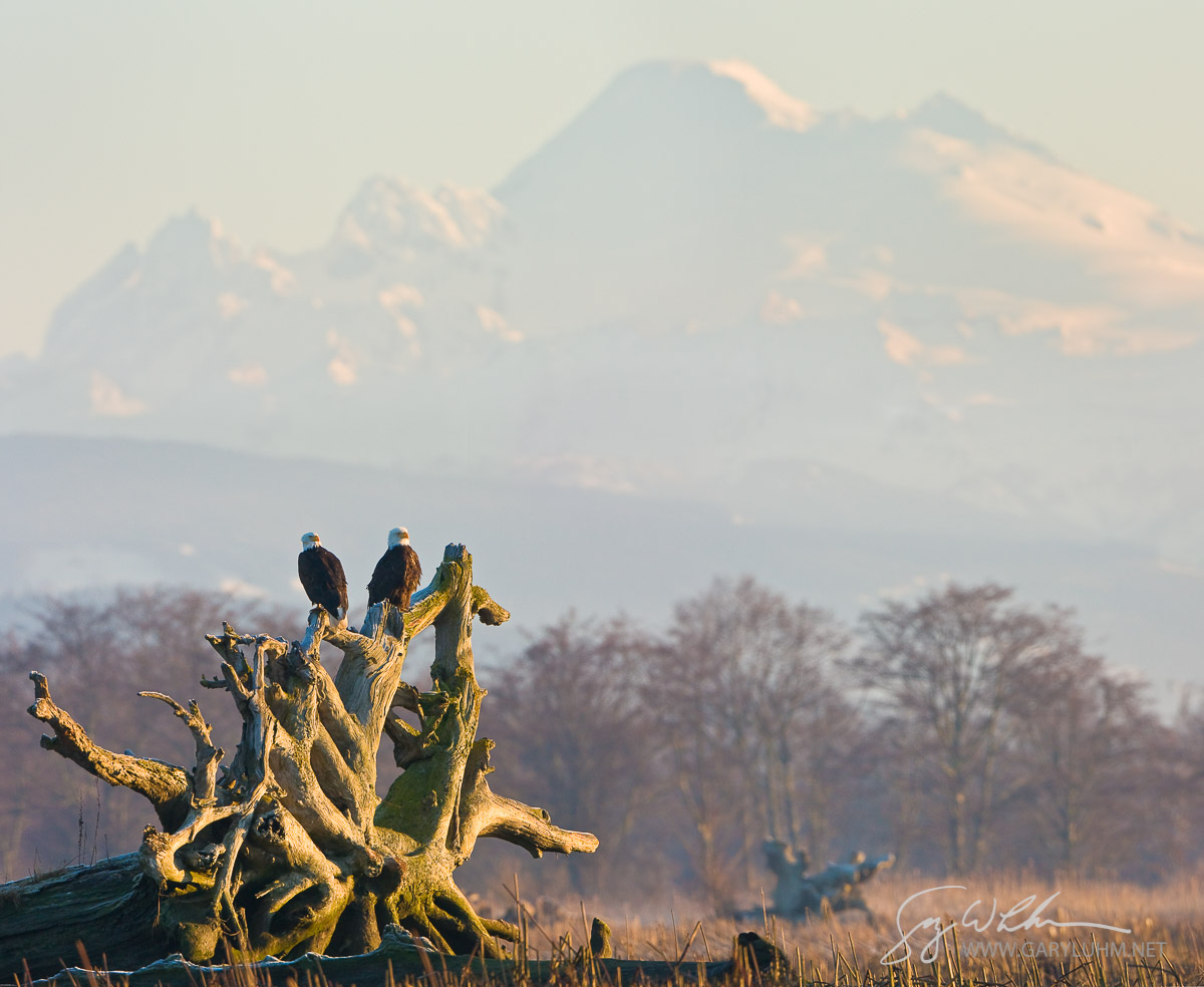 Skagit Delta