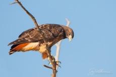 Red Tail