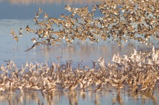 Peregrine v. Dunlin