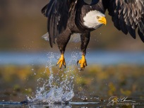 Water Start