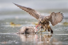 Incoming Tide