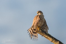 Sharp-shinned Hawk
