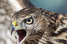 Goshawk