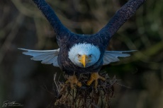 Bald Eagle with Nest Material