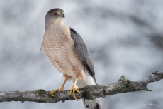 Cooper's Hawk