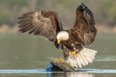 Bald Eagle with Largemouth Bass