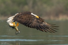 Bald Eagle with Largemouth Bass