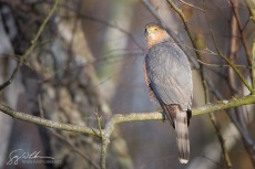 Cooper's Hawk