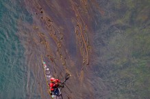 Aerial view of sea kayaker Shawna Franklin in kelp bed, tidal current. Deception Pass, Washington State, USA. (MR).